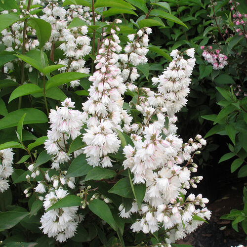 Дейция (Deutzia magnifica)