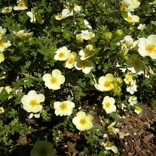 Лапчатка Primrose Beauty