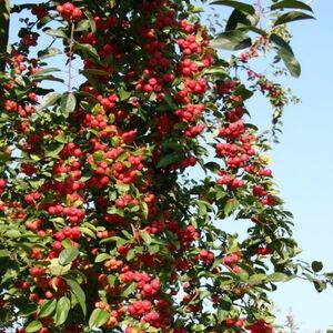 Яблоня декоративная Ред обелиск